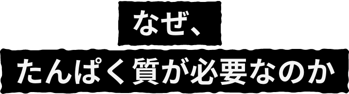 なぜ、たんぱく質が必要なのか